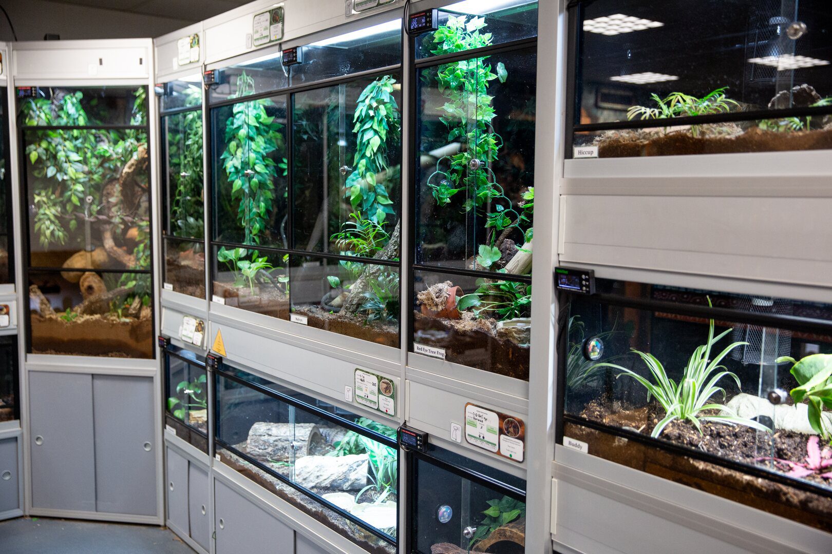 Reptile tanks in the small animal centre at Usk