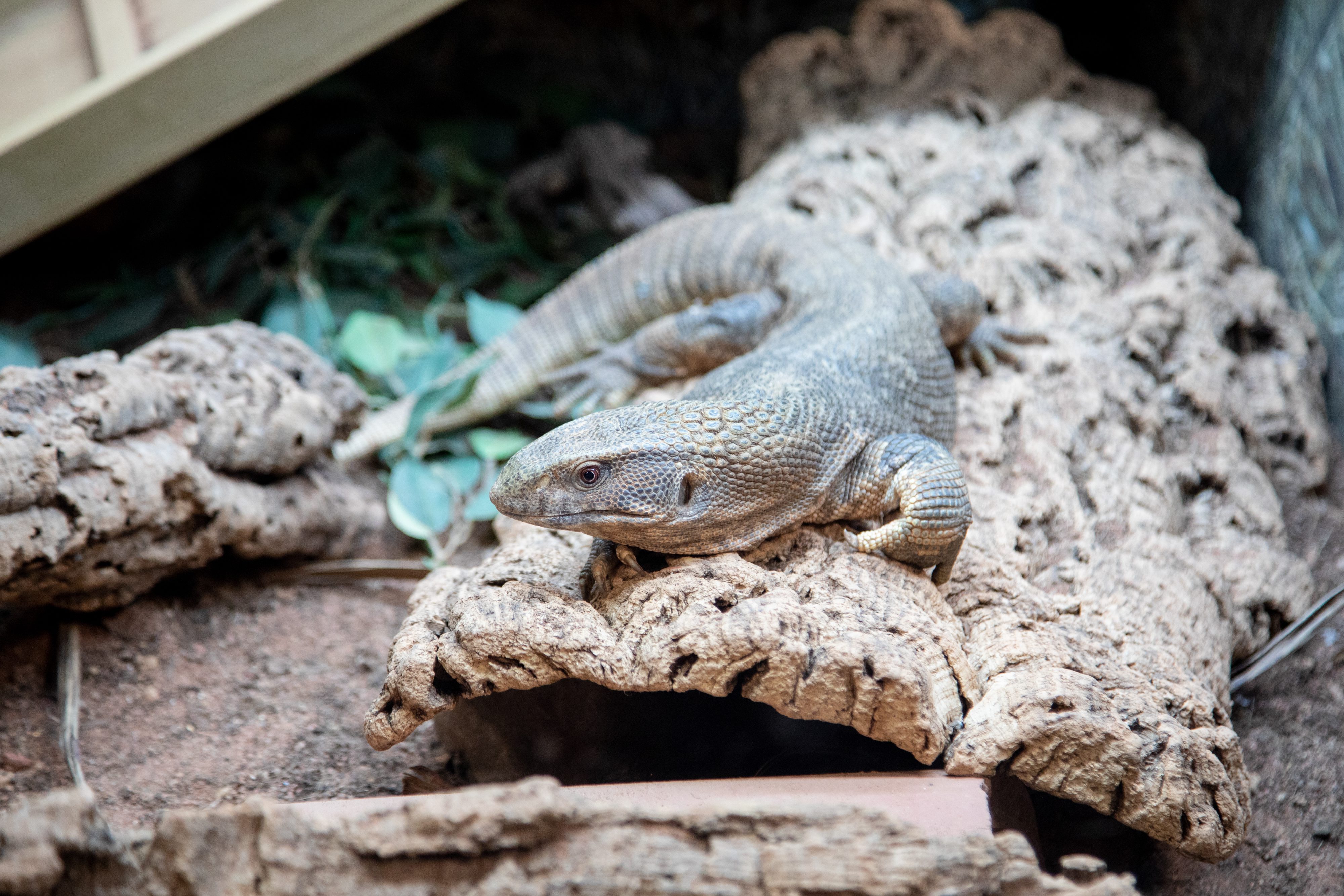 Lizard