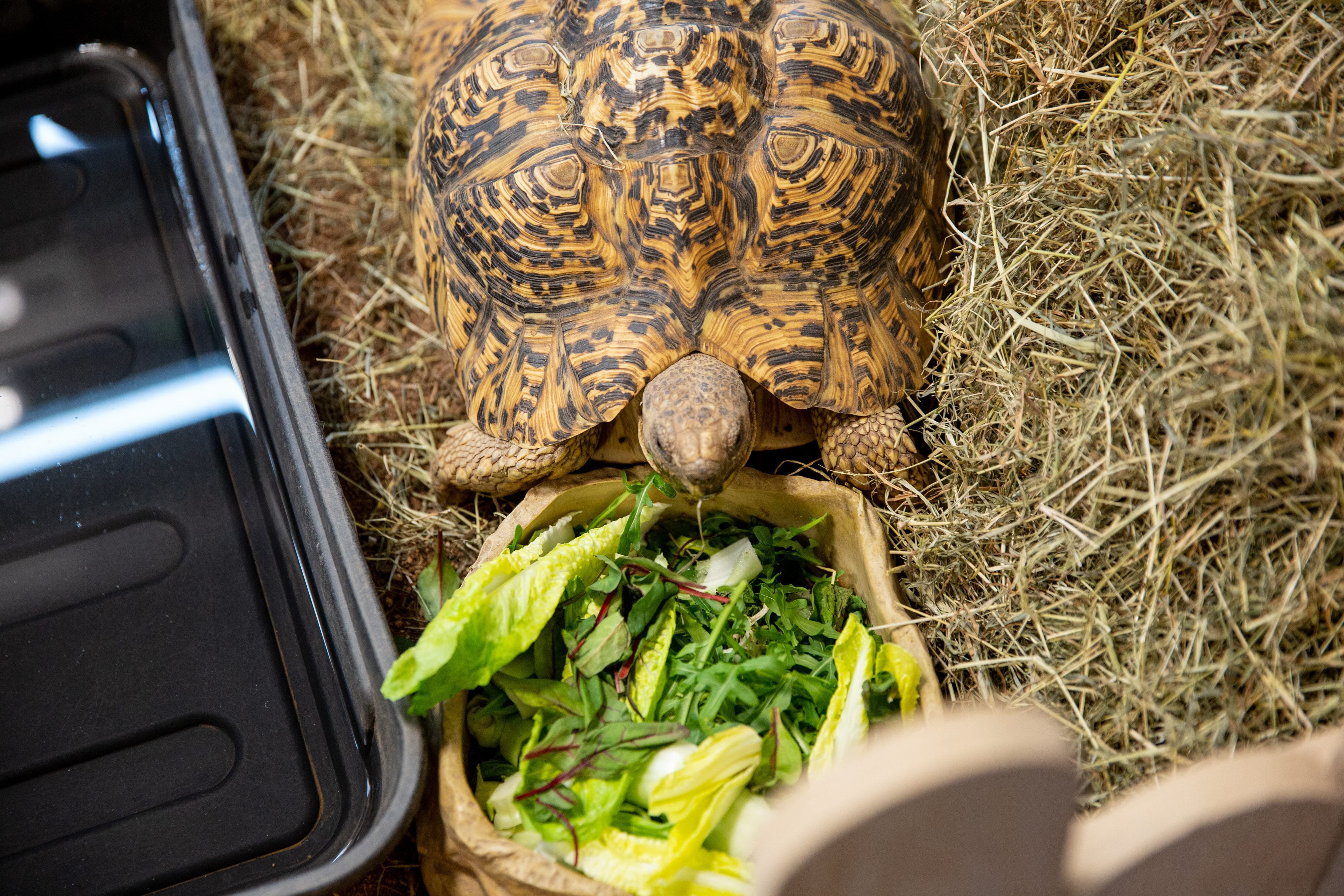 Tortoise